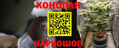 индика Кингисепп